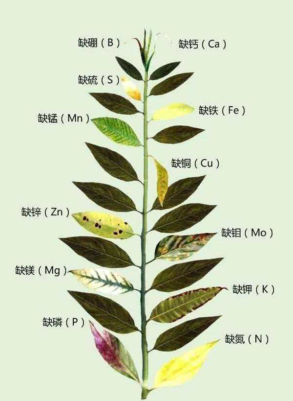 中微量元素的作用