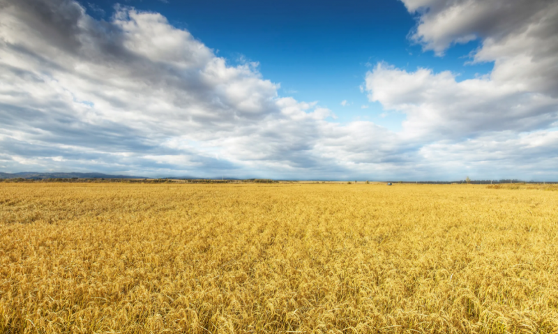 复合肥每吨再涨百元，坚决不能逾越“这条线”