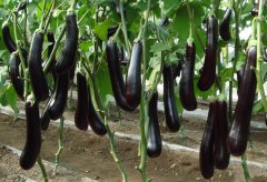 茄子夏季追肥应注意的问题