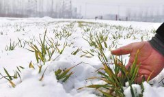 冬小麦叶面施肥经验谈